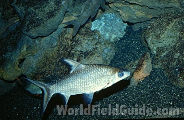 Aquarium View<br>(Location of Picture: Shedd Aquarium, Chicago, Illnois)