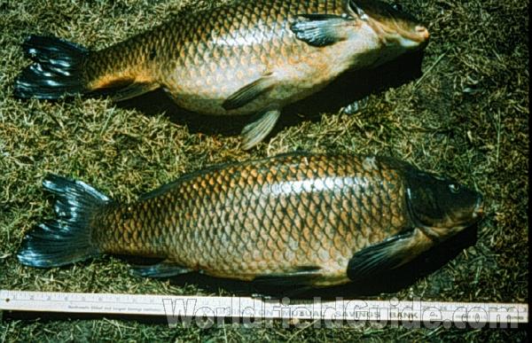 Mirror Carp<br>(Location of Picture: Moses Lake, Washington, USA)<br>(Location of Picture: Seattle, Washington)