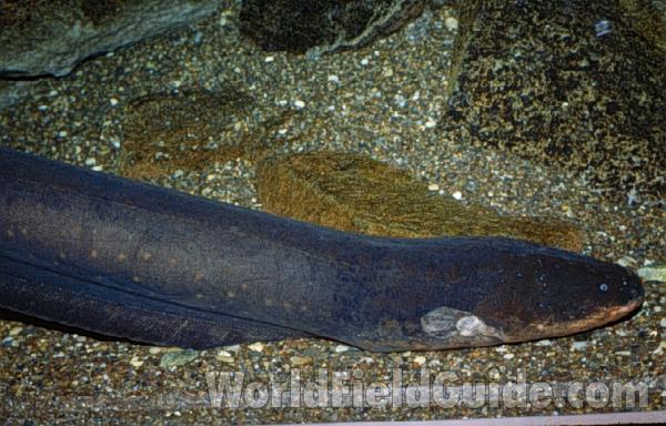 Aquarium - Side View<br>(Location of Picture: Shedd Aquarium, Chicago, Illinois)