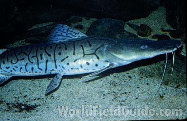 Aquarium - Adult Side View<br>(Location of Picture: Shedd Aquarium, Il, USA)
