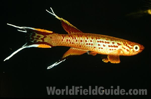 Duplicate View - Scanned<br>(Location of Picture: Chicago Hobbyist)