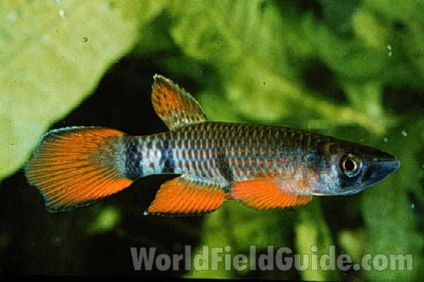 Duplicate View - Scanned<br>(Location of Picture: Chicago Hobbyist)