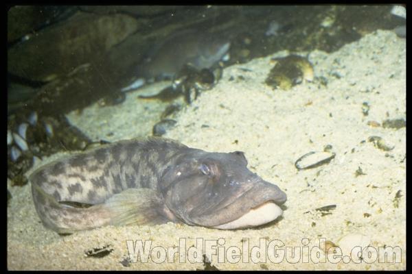 <br>(Location of Picture: Shedd Aquarium, Il, USA)<br>(Location of Picture: Shedd Aquarium, Il, USA)