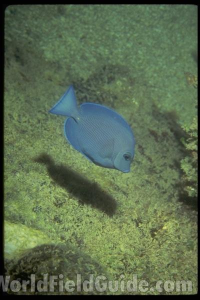 Yellow Young - Aquarium View<br>(Location of Picture: Atlanta Aquarium, USA, 2012)<br>(Location of Picture: Nicaragua, Central America)