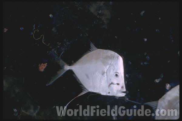 Aquarium View<br>(Location of Picture: Atlanta Aquarium, Georgia, 2012)<br>(Location of Picture: Nicaragua, Central America)
