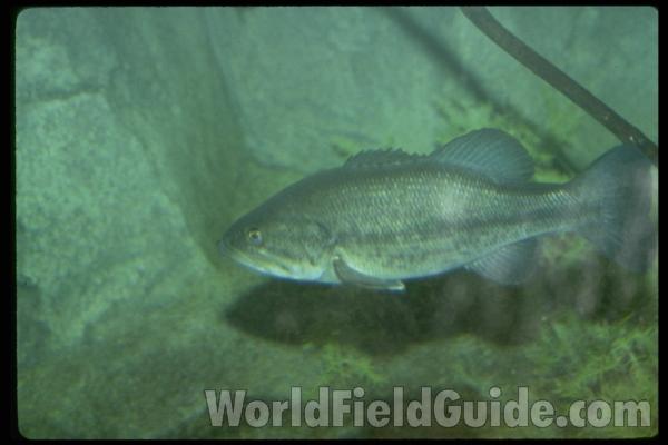 Fresh Caught - On Grass<br>(Location of Picture: Leader Lake, Washington, USA)