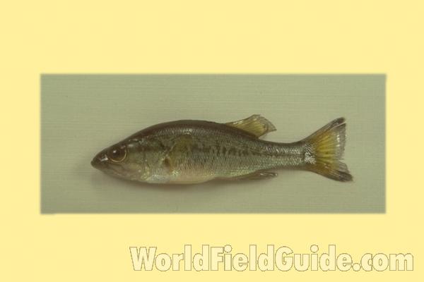 Fresh Caught - Head View<br>(Location of Picture: Leader Lake, Washington, USA)<br>(Origin of the Specimen: Round Lake, Il, USA)