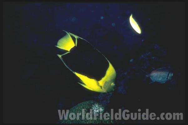 <br>(Location of Picture: Shedd Aquarium, Il, USA)<br>(Location of Picture: Florida, USA)
