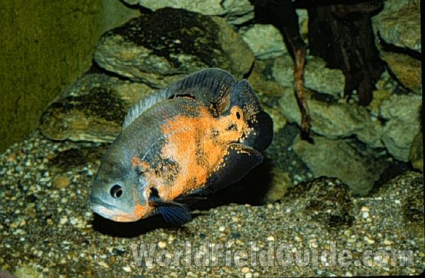 Aquarium View Of Adult<br>(Location of Picture: Shedd Aquarium, Chicago, Illinois)