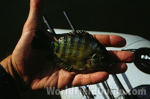 Normal Colors<br>(Location of Picture: Laguna Blanca, Nicaragua, C  amer)
