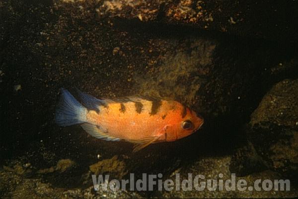 Golf Form<br>(Location of Picture: Laguna De Xiloa, Nicaragua, C Amer)