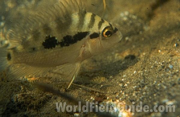 Habitat View<br>(Location of Picture: Laguna De Ziloa, Nicaragua)