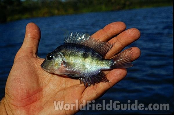 Breeding Colors - Recent Catch<br>(Location of Picture: Laguna Blanca, Nicaragua, C Amer)