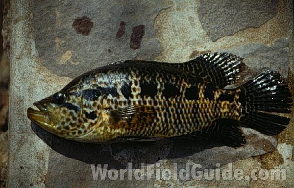 Recent Catch - Breeding Colors<br>(Location of Picture: Isletas, Nicaragua, C America)