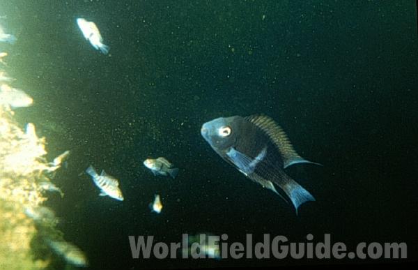 In Habitat - Adult Breeding With Young<br>(Location of Picture: Laguna De Xiloa, Nicaragua)