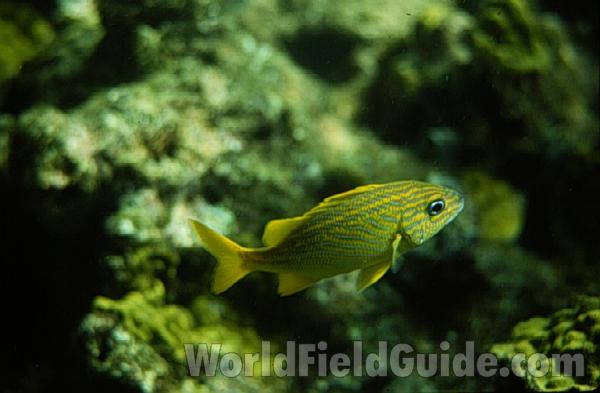 Alive - In Water<br>(Location of Picture: Panama, Central America)