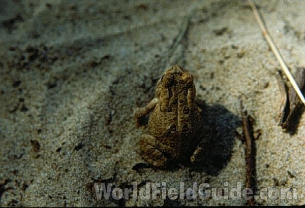 On Sand<br>(Location of Picture: Round Lake, Illinois, USA)