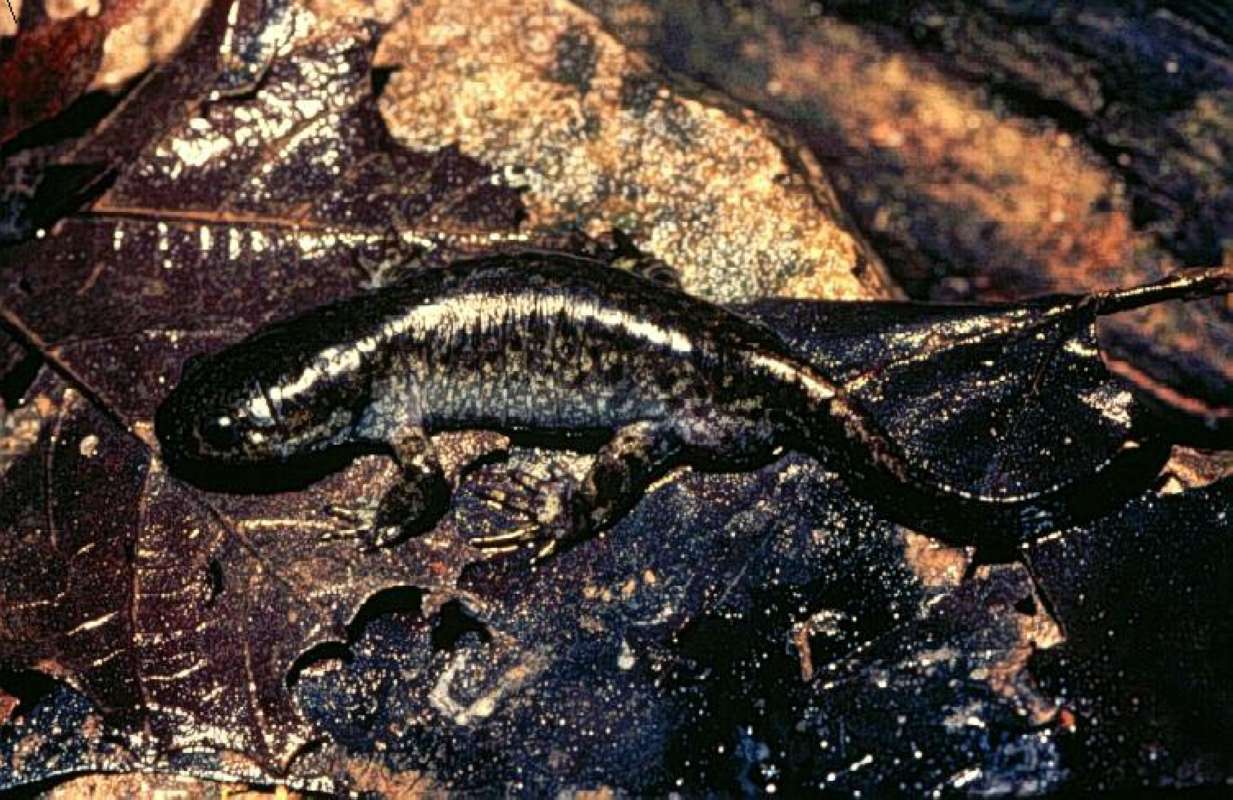 Specimen Held in Hand<br>(Location of Picture: Near Coulee Dam)