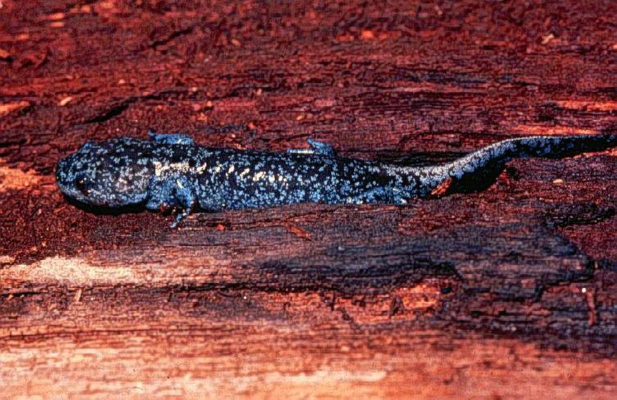 Specimen Held in Hand<br>(Location of Picture: Near Coulee Dam)