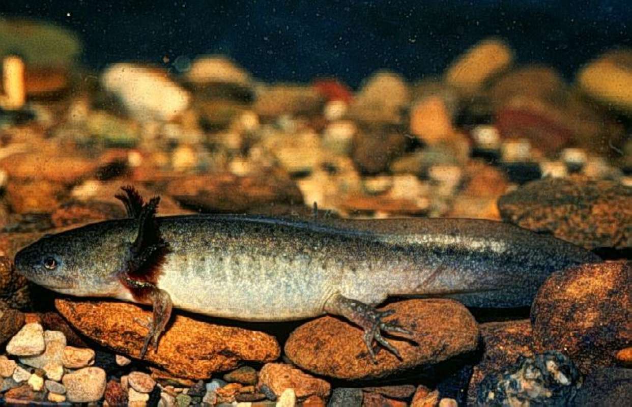 Specimen Held in Hand<br>(Location of Picture: Near Coulee Dam)