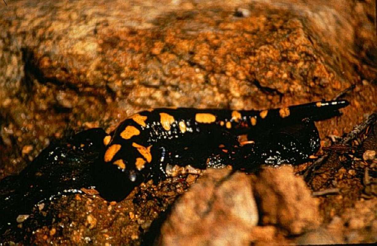 <br>(Location of Picture: Corsica, Europe)