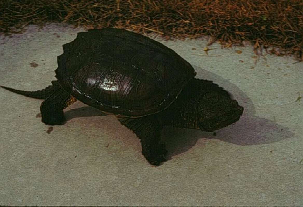 Dorsal<br>(Location of Picture: Maryland, USA)