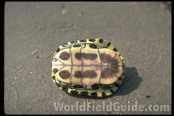 Ventral