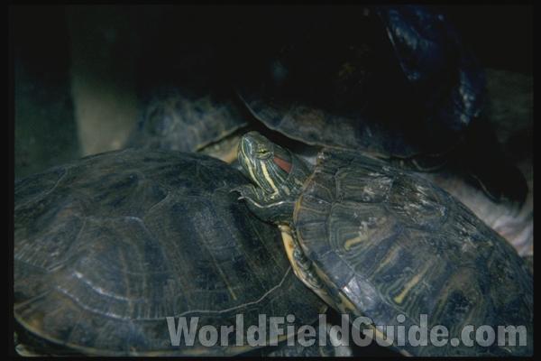 Head<br>(Location of Picture: Pet Store, Il, USA)