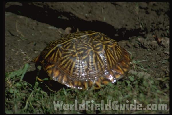 Close View<br>(Location of Picture: Arizona, USA)