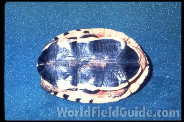 Ventral