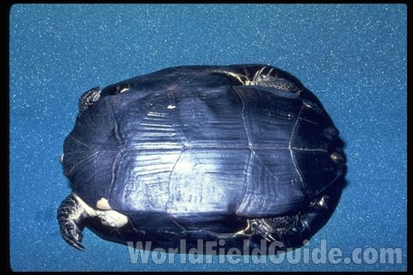 Ventral