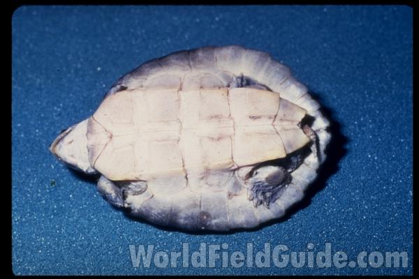 Ventral