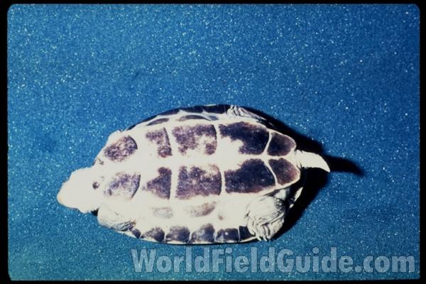 Ventral
