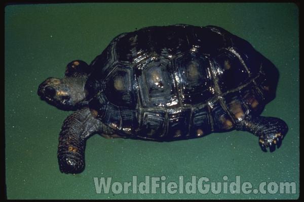 Dorsal