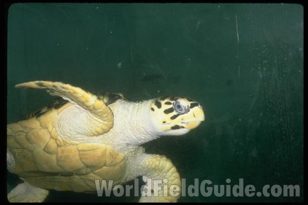 Swimming - Under View<br>(Location of Picture: Shedd Aquarium, Illinois, USA)