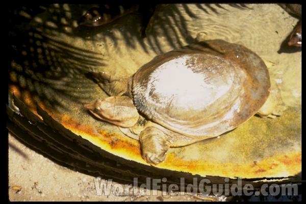 Zoo<br>(Location of Picture: Florida, USA)