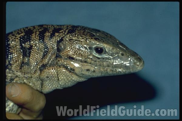 Head