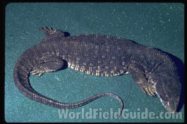 Dorsal