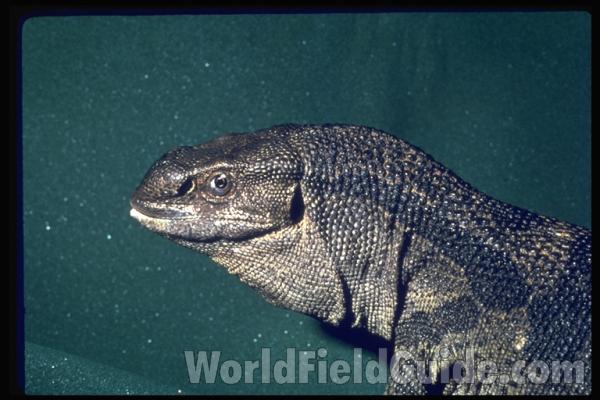 Head