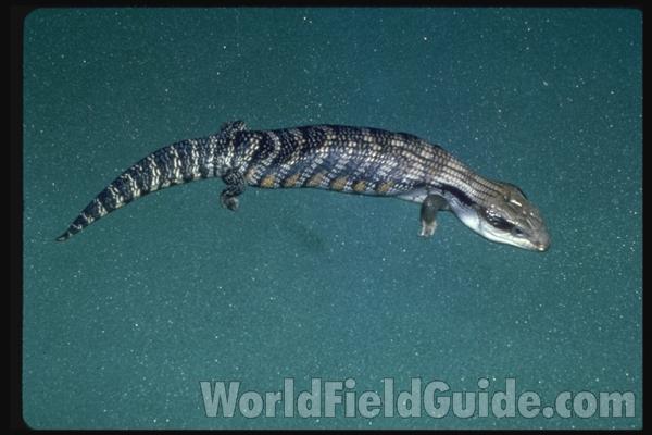 Dorsal