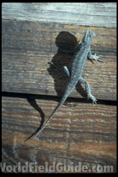 On Wood<br>(Location of Picture: California, USA)