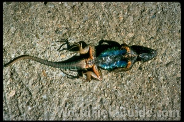 On Wood<br>(Location of Picture: California, USA)<br>(Location of Picture: California, USA)