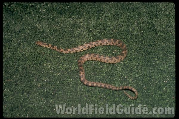 Mounted Specimen<br>(Origin of the Specimen: Wisconsin, USA)