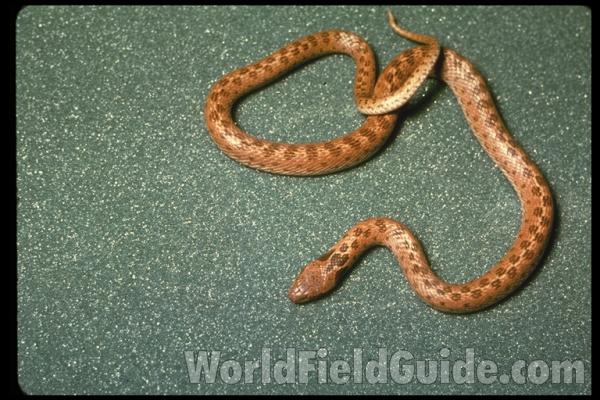 Dorsal