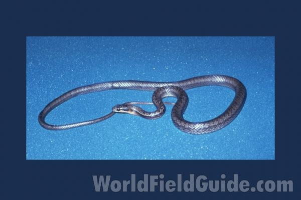 Dorsal View<br>(Origin of the Specimen: Bimini)