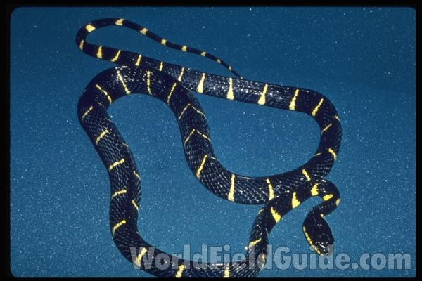Dorsal View