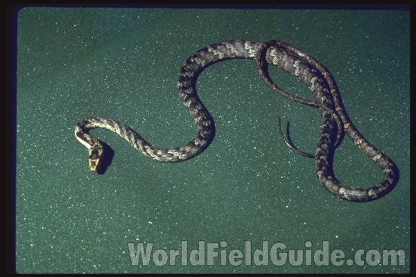 Dorsal View<br>(Origin of the Specimen: Central Africa)