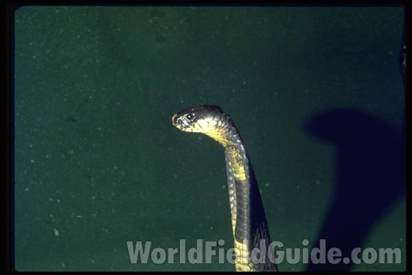 Head<br>(Origin of the Specimen: Arabia)