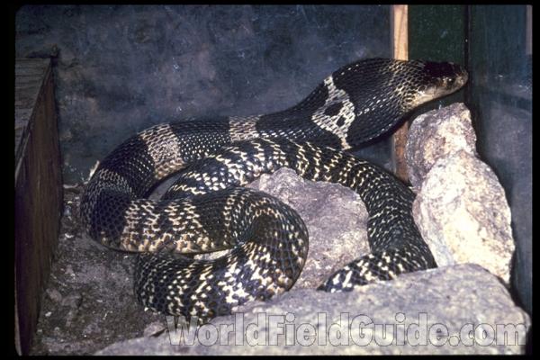Dorsal