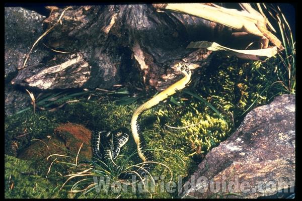 Side View Of Head<br>(Location of Picture: Monroe Reptile Zoo, Wa,, USA, 07)
